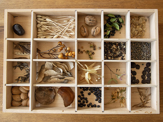 Recolectar y coleccionar semillas, pequeños tesoros de la naturaleza 